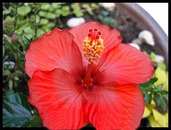 hibiskus