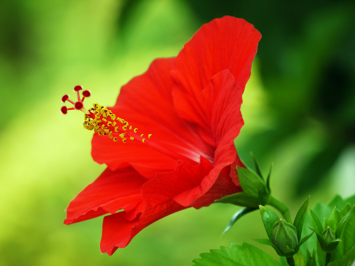 Hibiskus