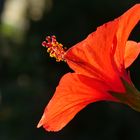 Hibiskus