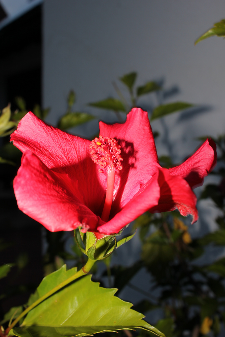 Hibiskus