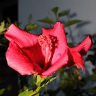 Hibiskus