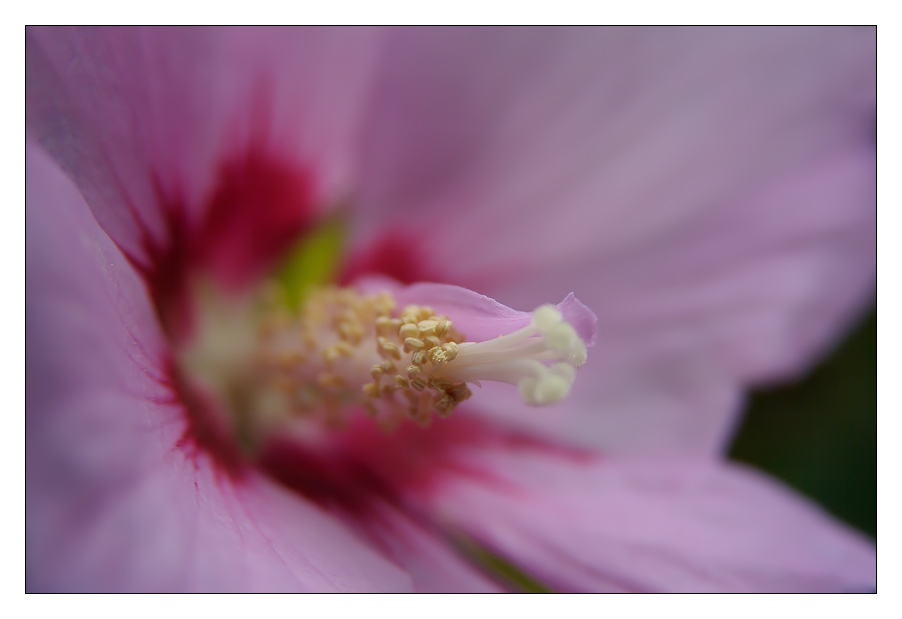 Hibiskus...