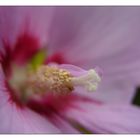 Hibiskus...