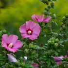 Hibiskus