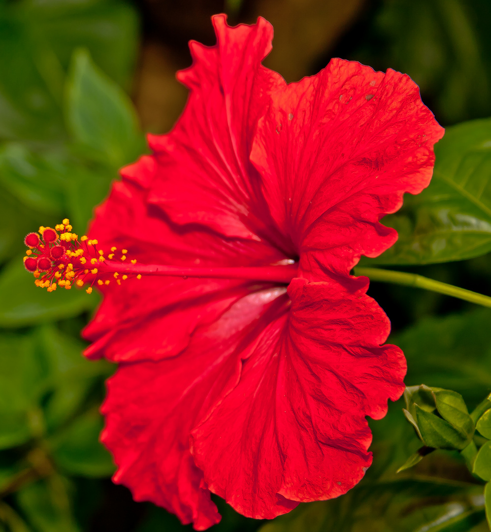 Hibiskus