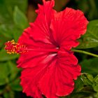 Hibiskus