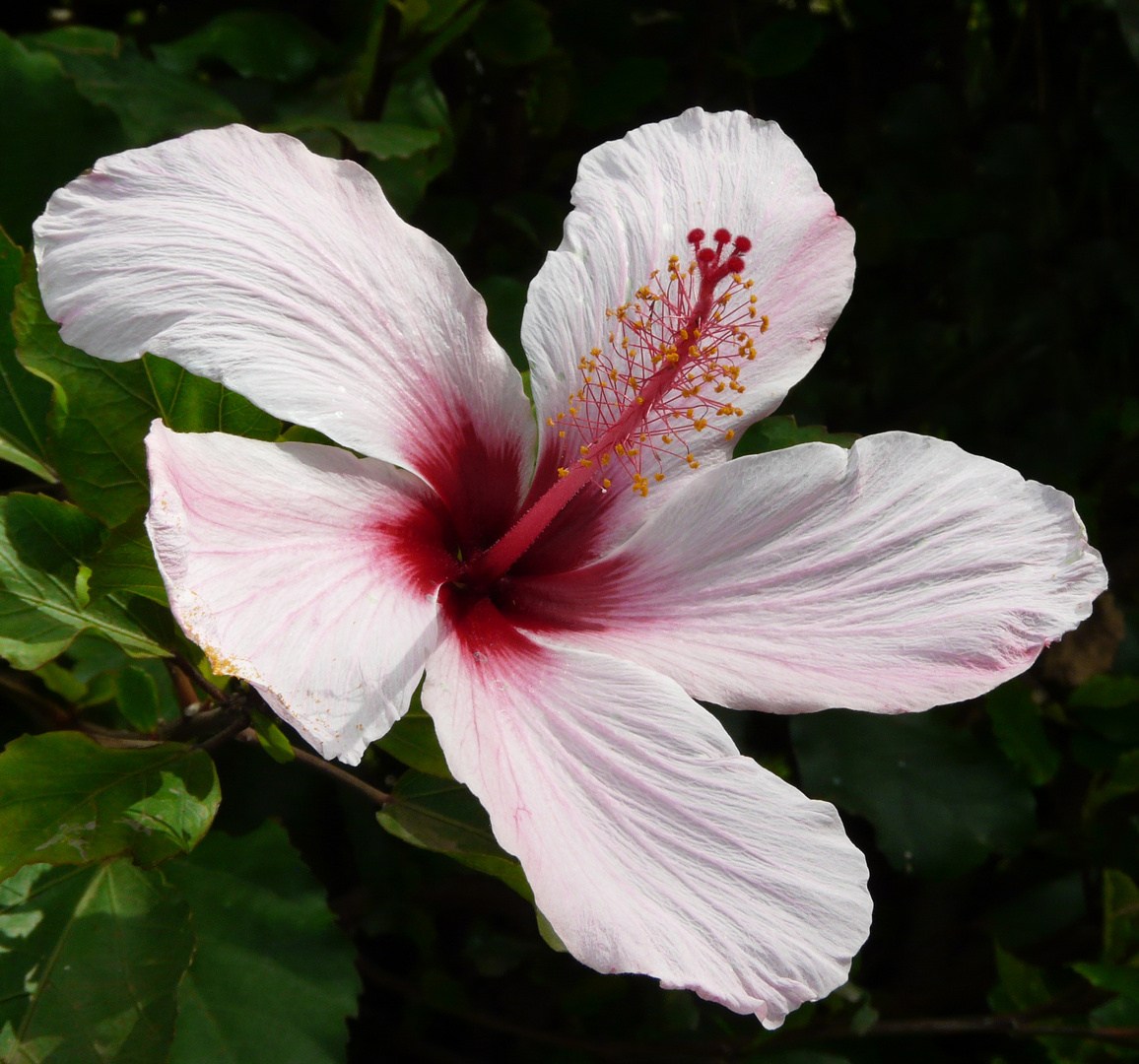 Hibiskus