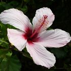 Hibiskus