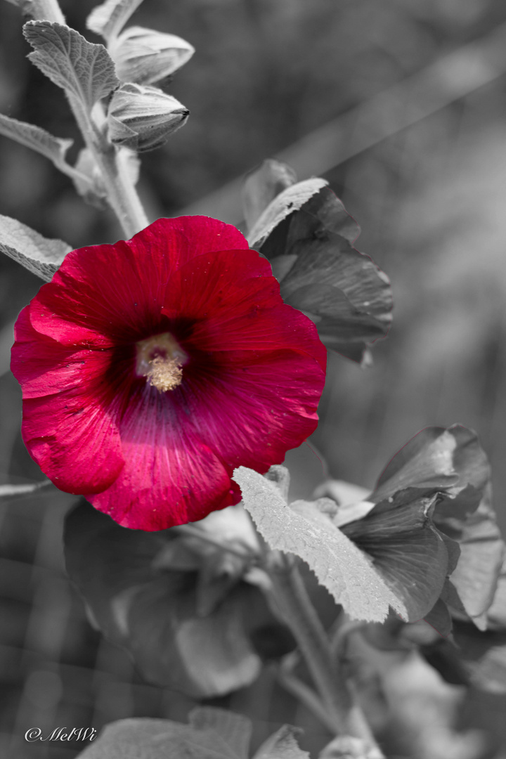 Hibiskus