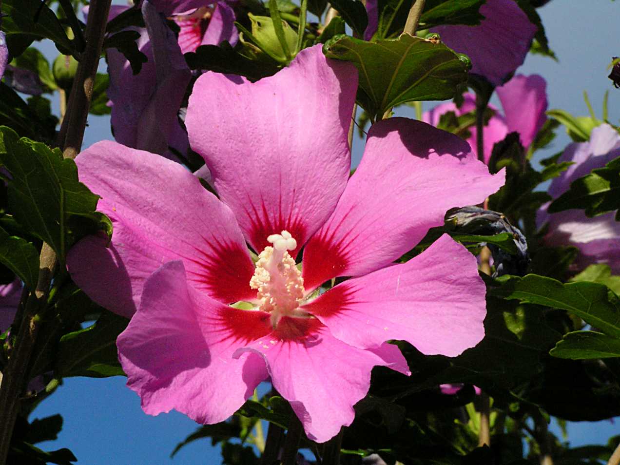 Hibiskus