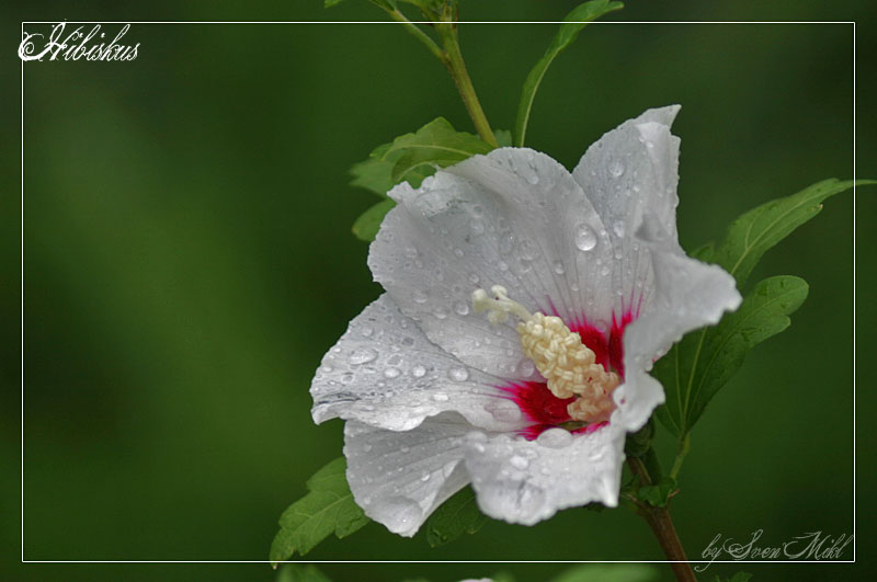 Hibiskus