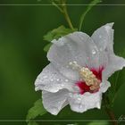 Hibiskus