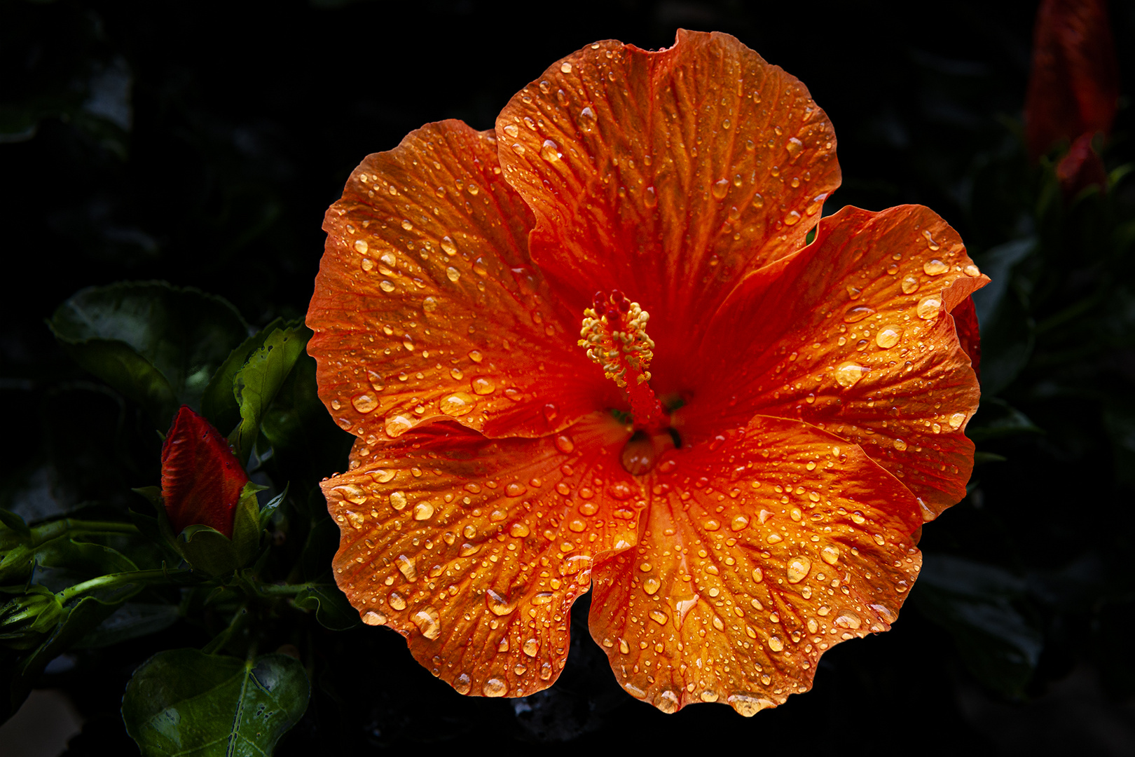 Hibiskus