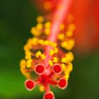 Hibiskus