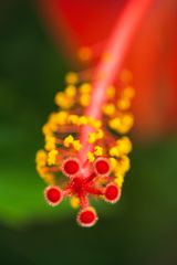 Hibiskus