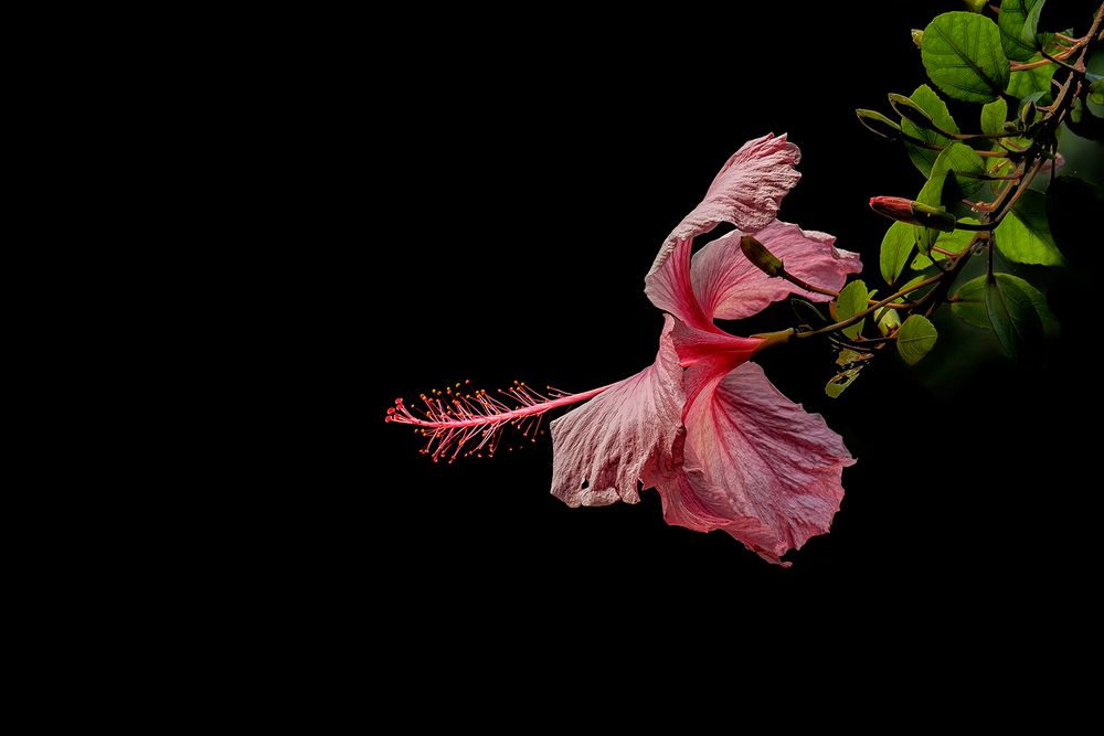 Hibiskus