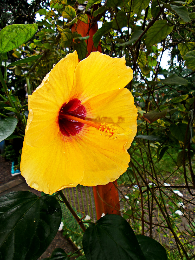 " Hibiskus " , Aklan