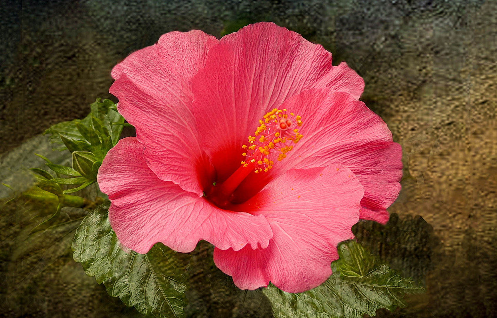 Hibiskus  Allen ..  Schönes WE