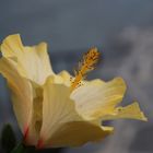 Hibiskus am Lago Maggiore