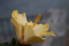 Hibiskus am Lago Maggiore