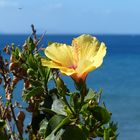 Hibiskus am Meer