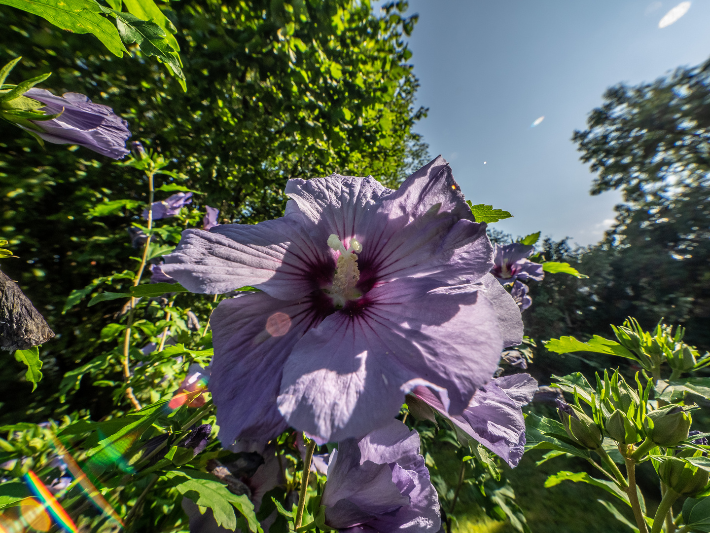 Hibiskus am Mittwoch