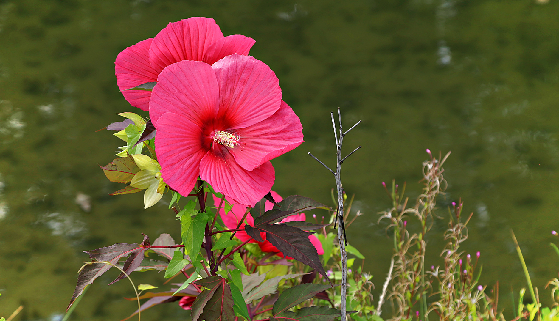 Hibiskus Am Seeufer