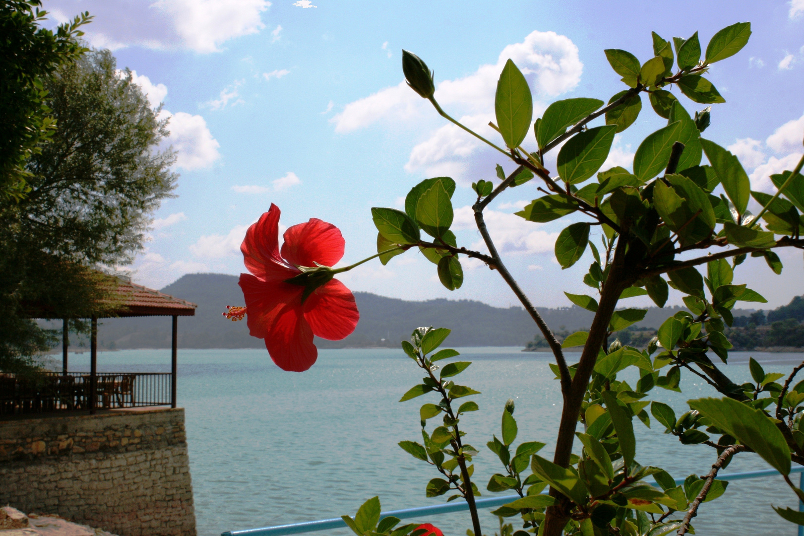 Hibiskus am Stausee in der Türkei