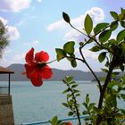 Hibiskus am Stausee in der Türkei