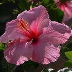 Hibiskus an der Kathedrale in Malaga