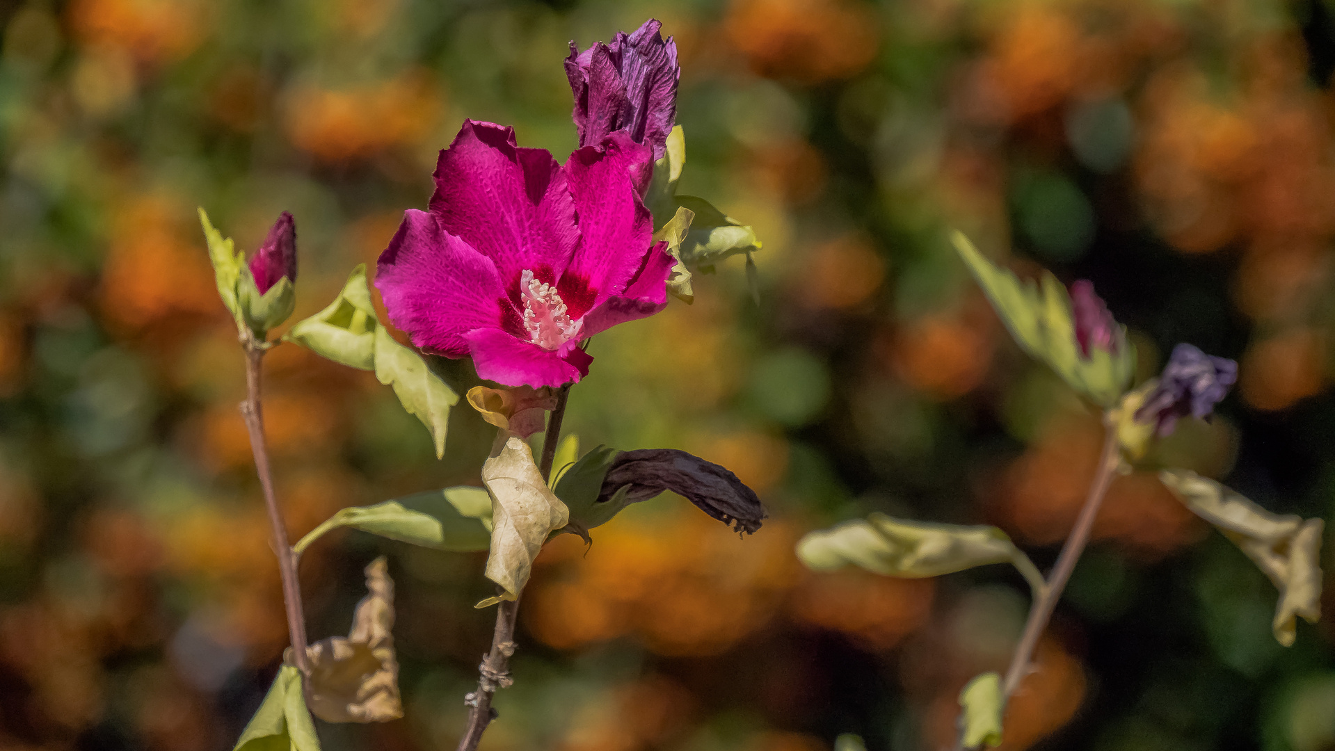 Hibiskus an Feuerdornbeerenbokeh