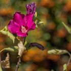 Hibiskus an Feuerdornbeerenbokeh