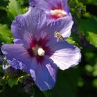 Hibiskus and Bee