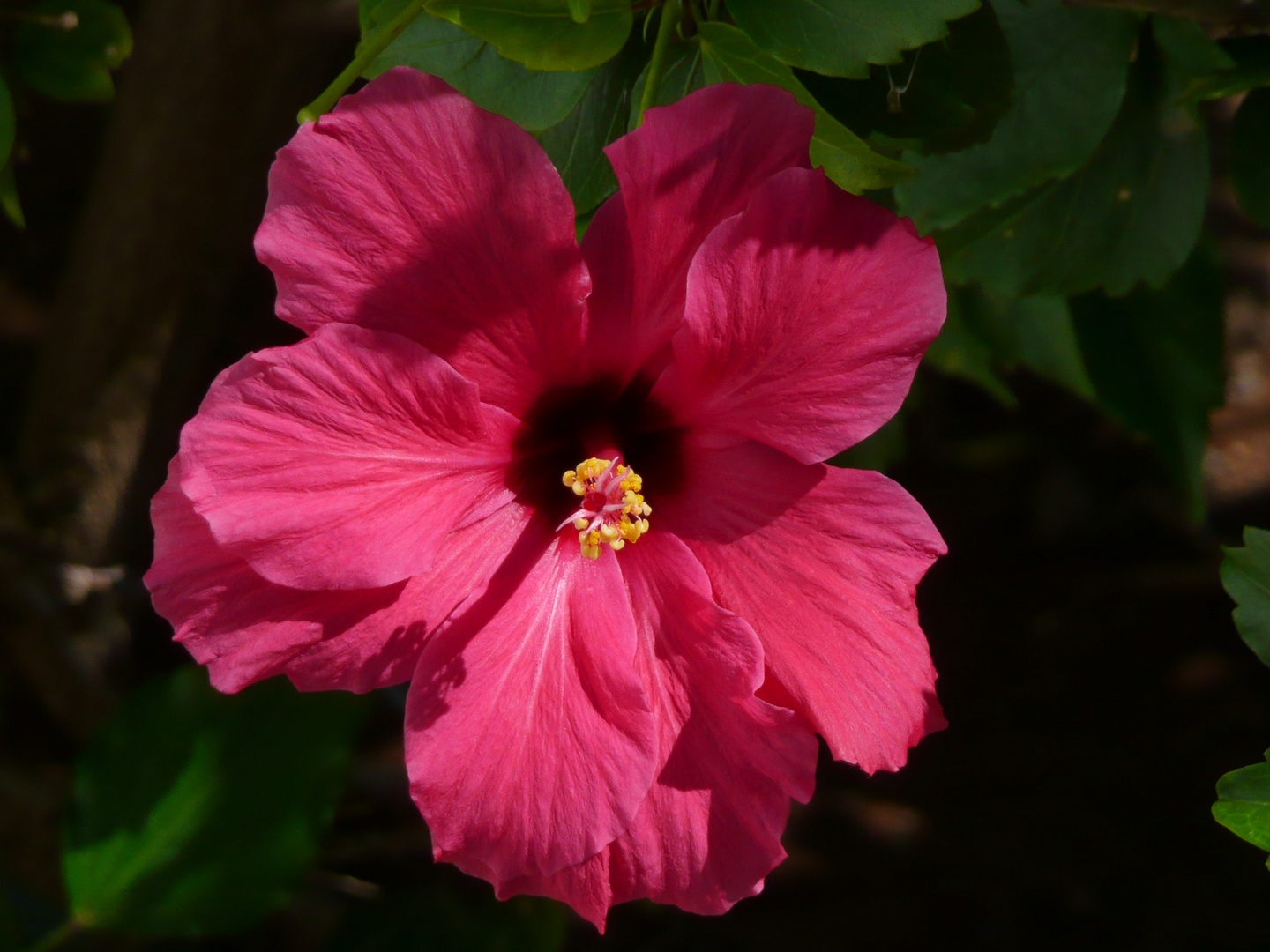 Hibiskus Anfang März