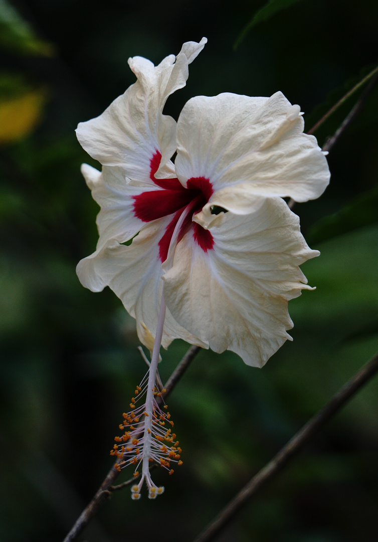 Hibiskus auf Costa Rica