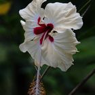 Hibiskus auf Costa Rica