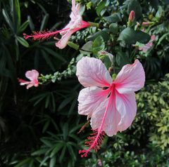 Hibiskus auf den Bahamas