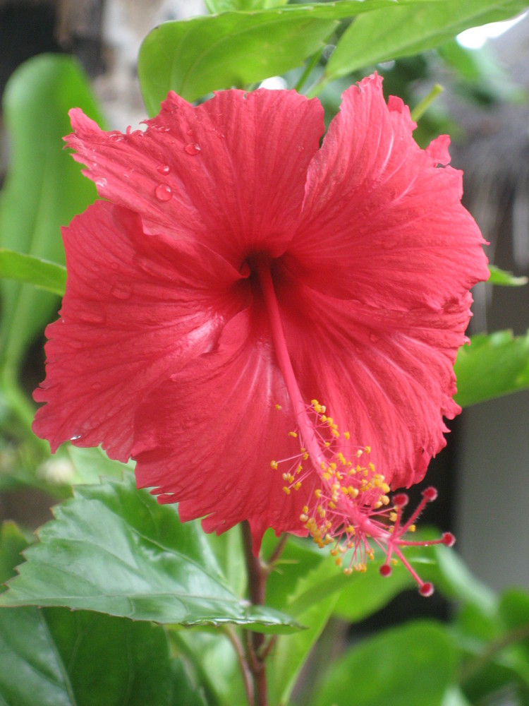 Hibiskus auf den Malediven