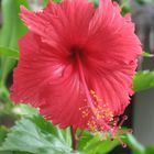 Hibiskus auf den Malediven