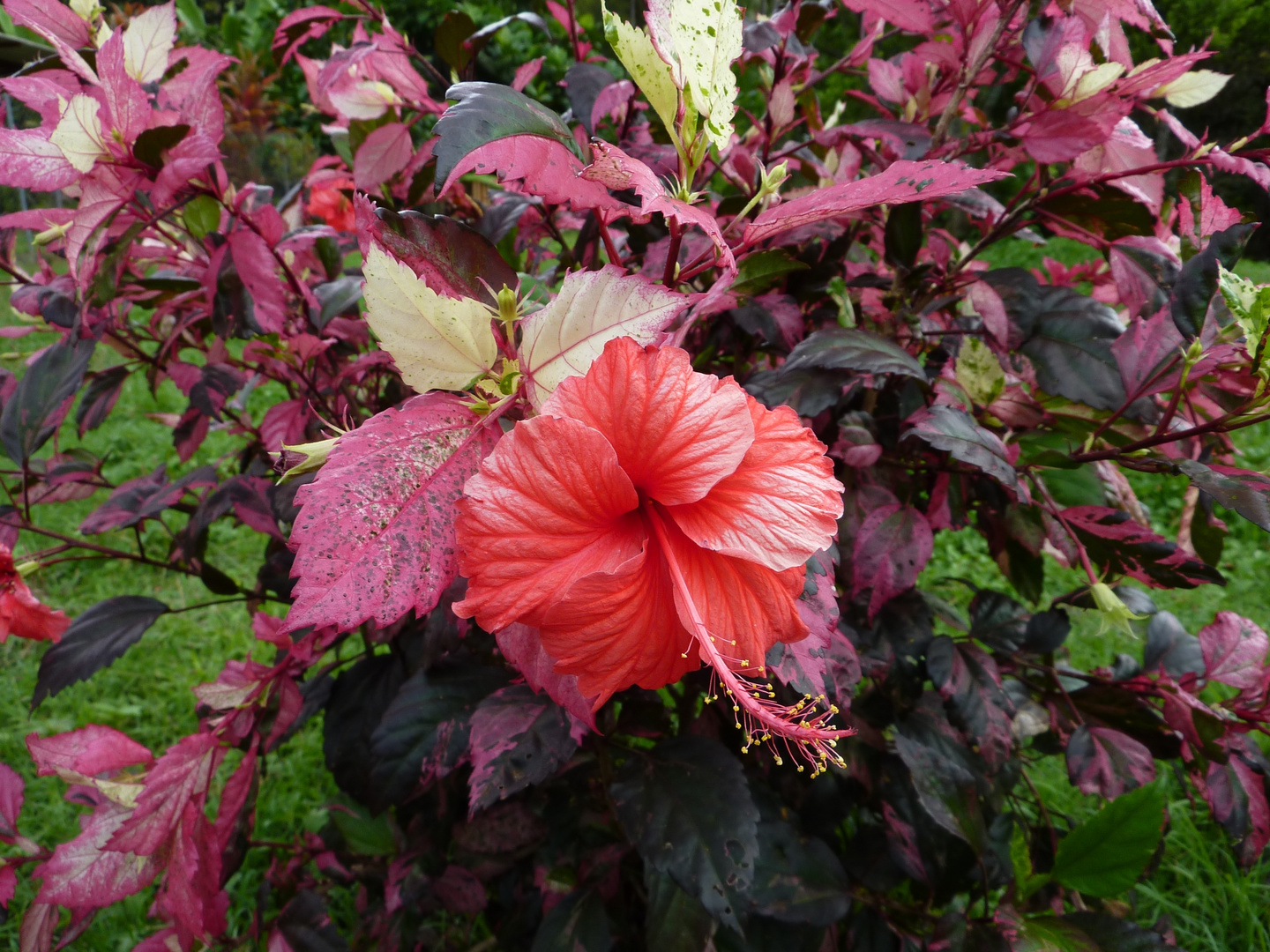 Hibiskus auf den Marquesas