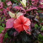 Hibiskus auf den Marquesas