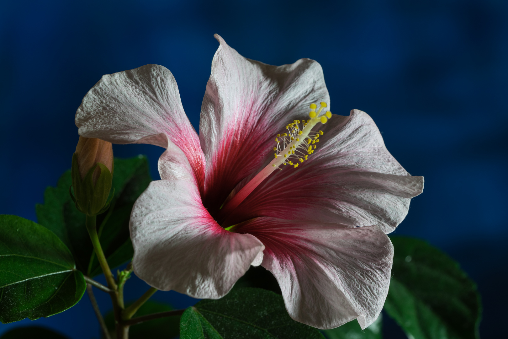 Hibiskus auf der Fensterbank