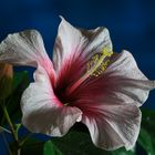 Hibiskus auf der Fensterbank