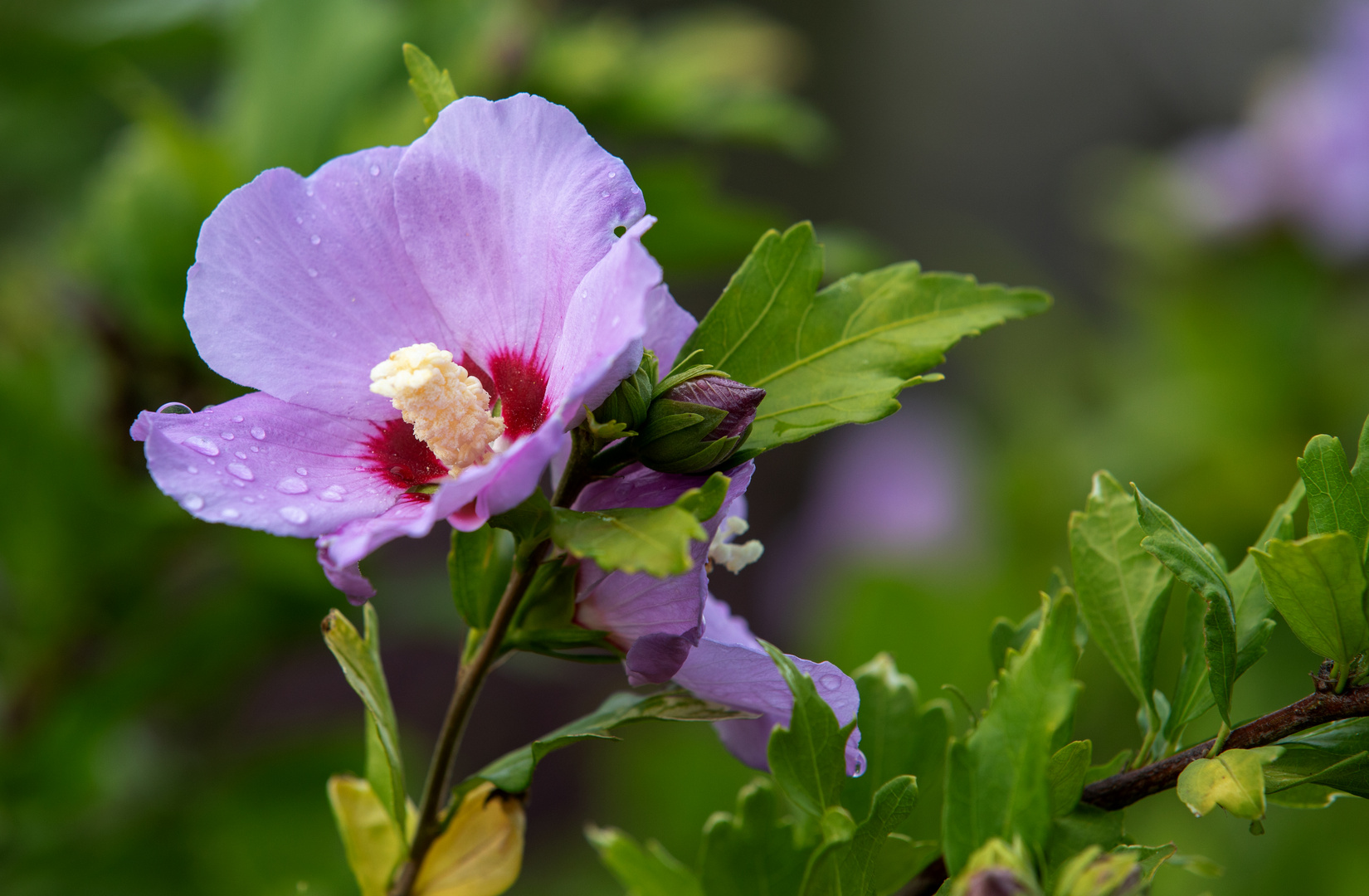 Hibiskus – auf Deutsch Eibisch