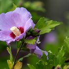 Hibiskus – auf Deutsch Eibisch