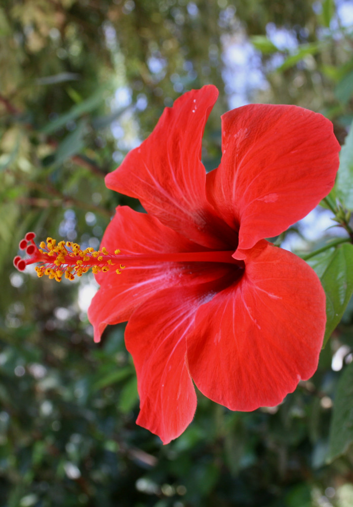 Hibiskus auf Kreta