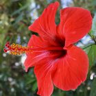 Hibiskus auf Kreta