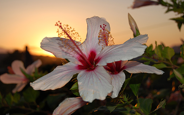 Hibiskus auf Kreta