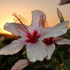 Hibiskus auf Kreta