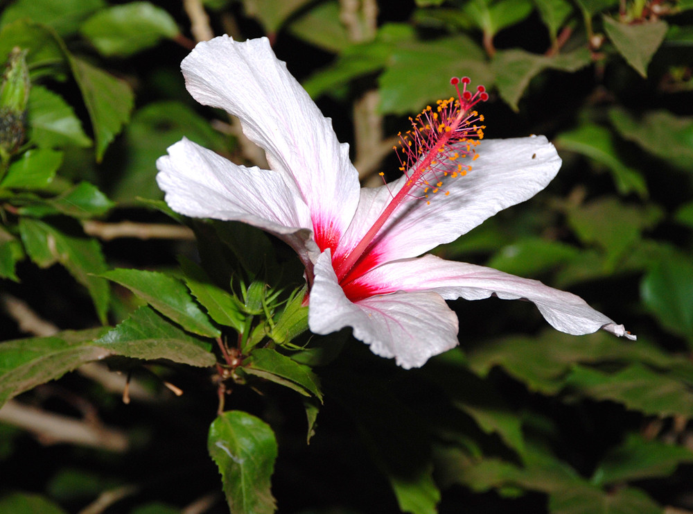 Hibiskus auf Kreta